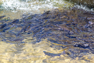 Rainbow trout (Oncorhynchus mykiss) in hatchery raceway. Trout farm. Feeding fish