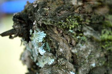 Tree bark
