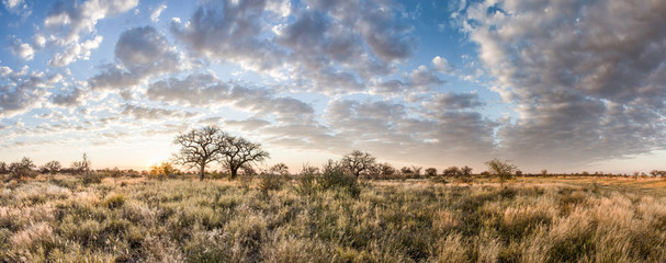 Kalahari landscape at dawn - obrazy, fototapety, plakaty