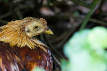 Jungle fowl (male) was looking for food Along the river in the forest.