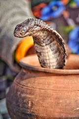 Snake in a pot