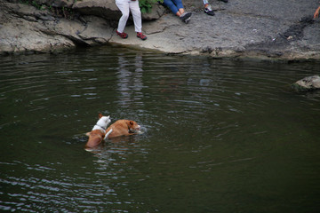 Dogs playing in the river