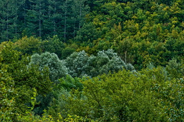 Autumn forest with coniferous and deciduous  trees and bushs in the Sredna gora mountain, Bulgaria ...