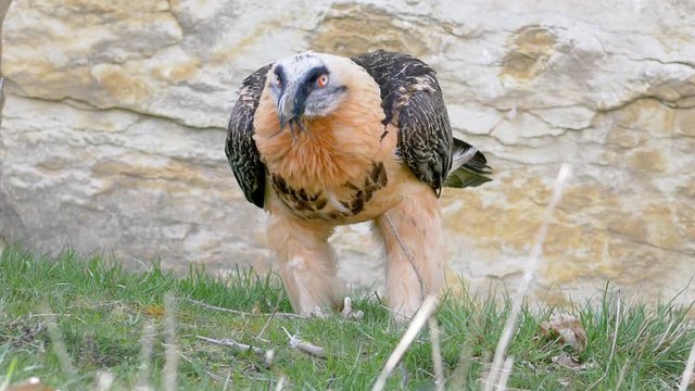 Bearded vulture - swiss alps. Cinematic slow motion shot