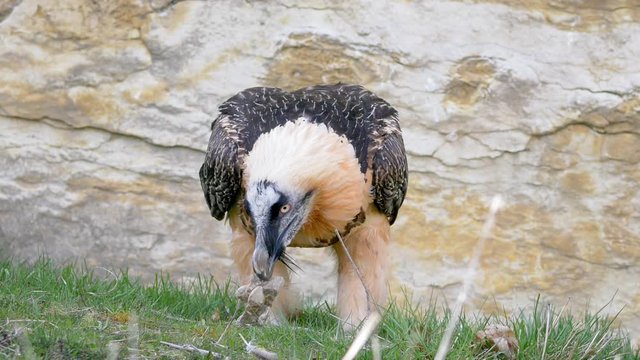 Bearded Vulture on the ground slow motion shot. Gypaete barbu close up shot