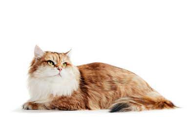 Fototapeta premium Siberian cat isolated, looking up. Purebred