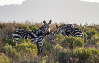 Fototapeta na wymiar Mountain Zebra in the Cederbergs, Western Cape