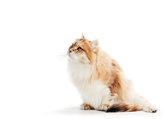 Siberian cat looking on white background.