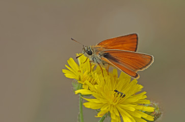 hoppy butterfly with yellow antennae ; Thymelicus sylvestris