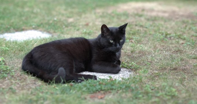 Black domestic cat relaxing in the garden lying on hot stone slabs. Dark housecat lying on garden tiles, close up, outdoor.