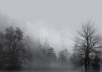Obraz na płótnie Canvas fog in the forest