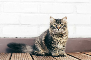 A kitten - Siberian cat sitting on wooden terrace