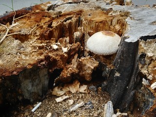 white fungus mushrom grow inside tree stump destroy it from within