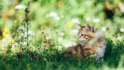 A kitten - Siberian cat hunting in grass - obrazy, fototapety, plakaty