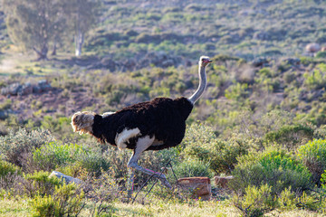 Ostrich, Cederberg, Western Cape