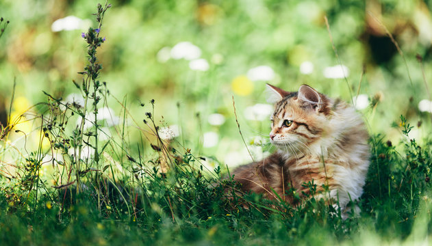 A kitten - Siberian cat hunting in grass