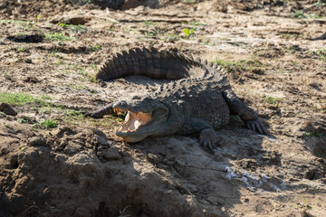 Crocodile on the water