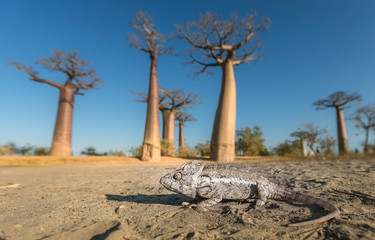Panther chameleon in baobab alley