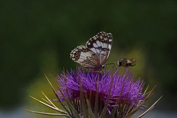 Anatolian angelic butterfly ;  Melanargia larissa