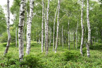 高原の美しい白樺林