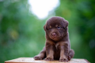 Cute brown puppies sitting on the table