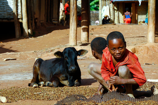 Working Poor African Children And Cow.