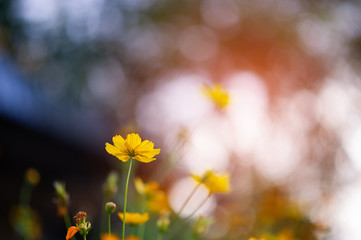 Yellow flowers in a beautiful flower garden, close-up with bokeh