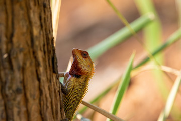 a beautiful portrait of a reptiel