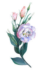 Flowers, buds and leaves - drawing by watercolor. Eustoma. Use printed materials, signs, posters, postcards, packaging.