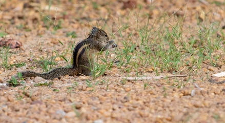 beautiful striped squirrel eating