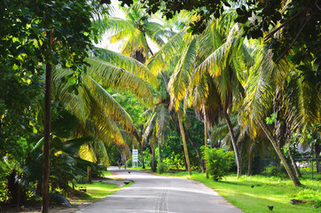 La Digue, Seychelles: Road with Palm Trees and lush green vegetation