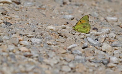Fototapeta na wymiar yellow azamet butterfly ; Colias crocea