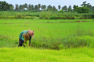 Naklejka na ściany i meble Rice farmers working on rice field
