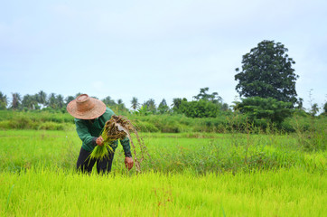 Naklejka na ściany i meble Rice farmers working on rice field