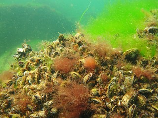 Life of the Baltic Sea – Germany