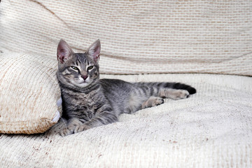 grey tabby cat lying stretched out on white pillows and looking squinting at camera, copy space