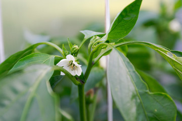 beautiful flower of sweet pepper close-up on a background of green leaves in a greenhouse