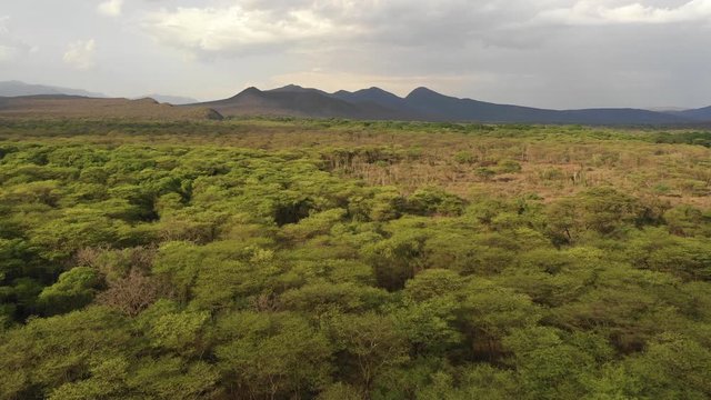 Africa natural landscapes - drone flight over beautiful lush green forest in Nechisar national park in South Ethiopia