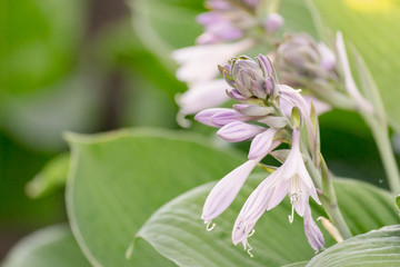 Unopened hosta flower bud close-up on foliage background