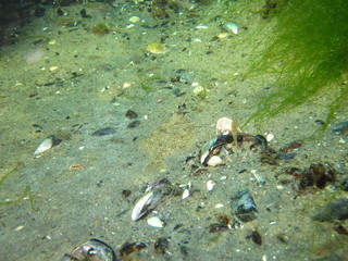 Flat fish / Flounder in the Baltic Sea – Germany