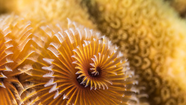 Close up of christmas tree worm in coral reef of the Caribbean Sea