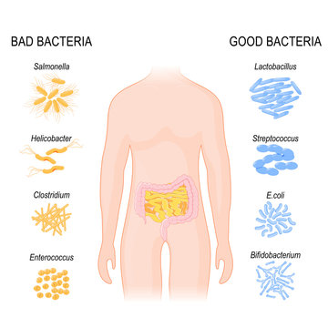 Good, Bad Bacteria. Intestinal flora