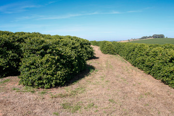 Farm coffee plantation in Brazil