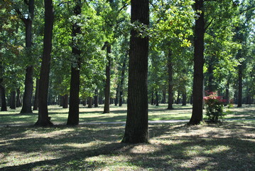 alley in the park