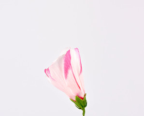 closed bud of pink-white hibiscus on a white background