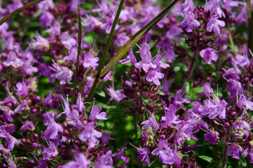 Medicinal herbs: purple flowers of thyme grass under the rays of the sun