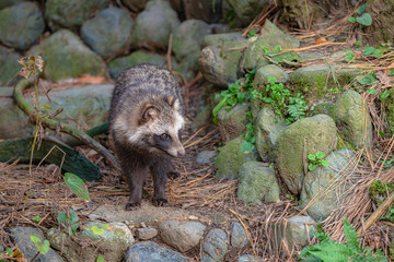 森の中のタヌキ