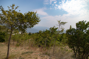 Chorwacja drzewa i rośliny