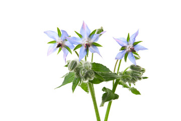 flowers of borago on a white background