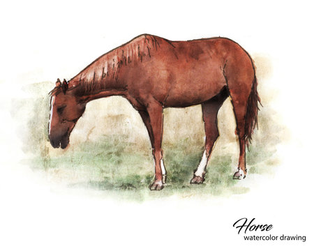 Realistic brown horse eating grass watercolor drawing